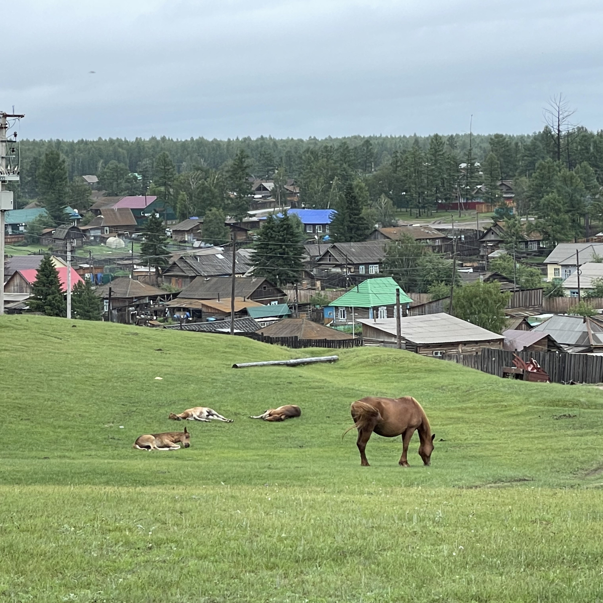 Жеребята (с. Тоора-Хем, Тоджинский район, 11 июля 2023 г.)