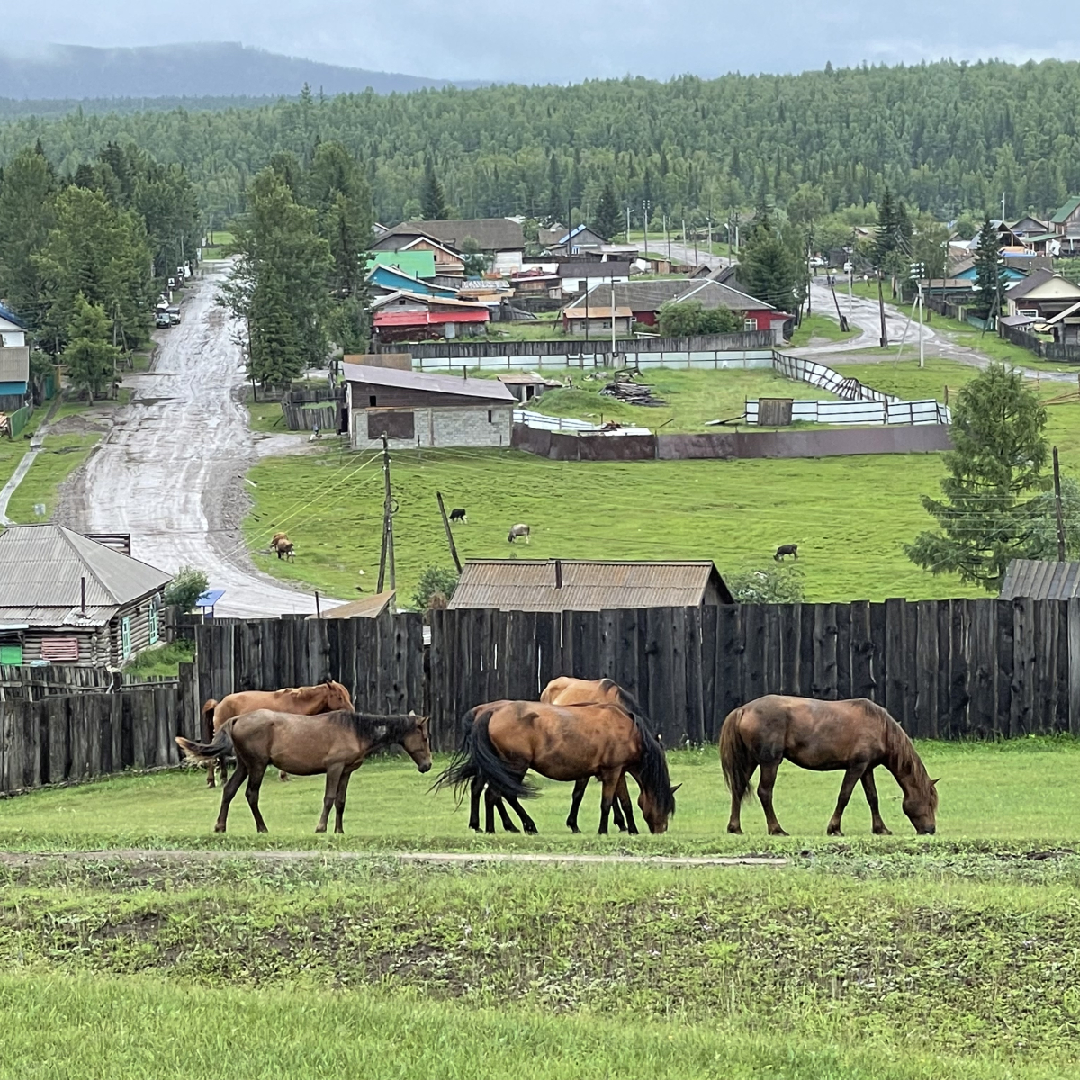 Табун (с. Тоора-Хем, Тоджинский район, 11 июля 2023 г.)