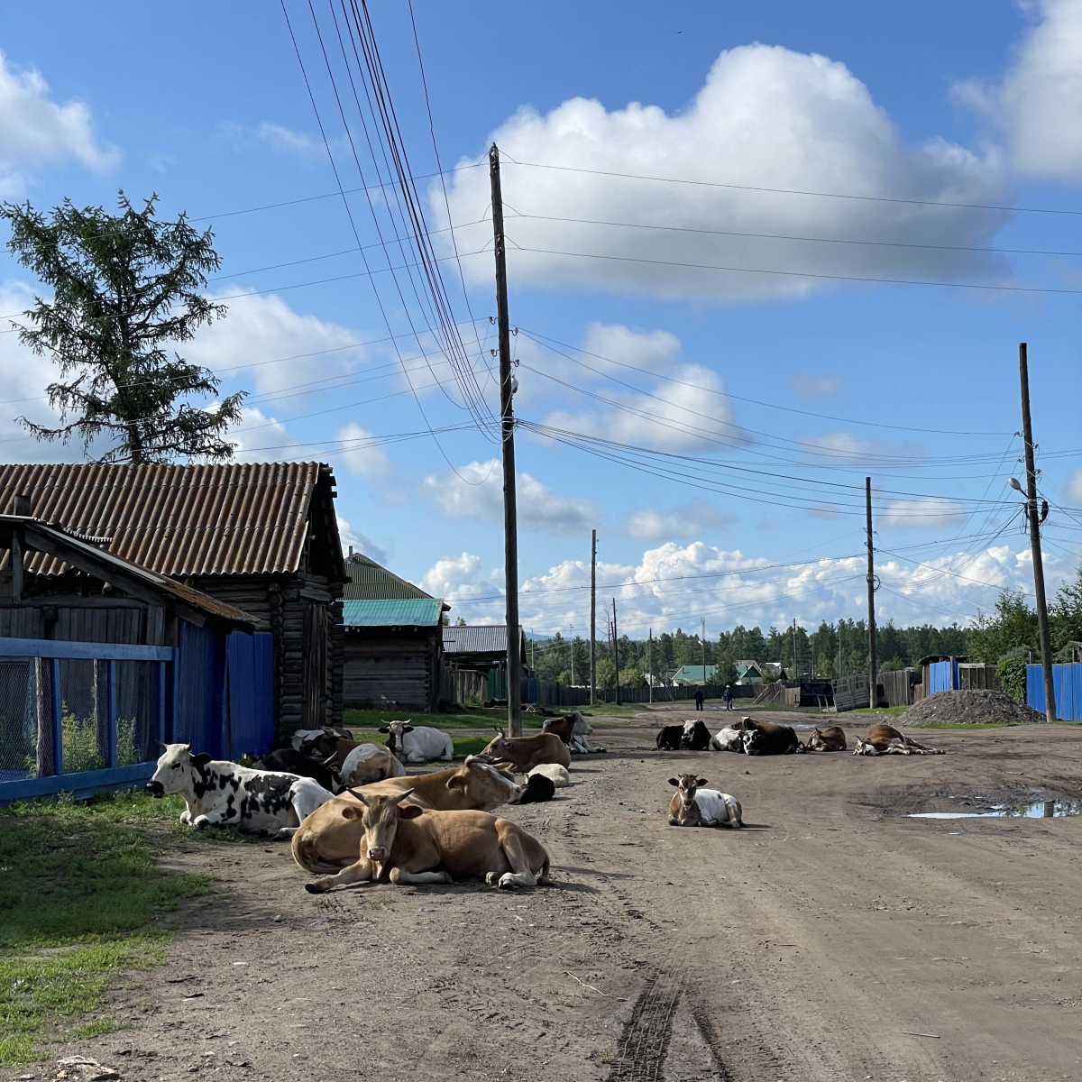По дороге в гостевой дом (с. Тоора-Хем, Тоджинский район, 18 июля 2023 г.)